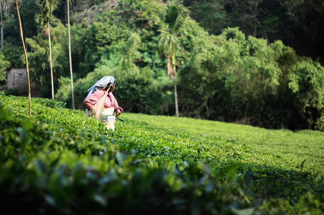 Letstay Vythiri Hill Palace Buitenkant foto